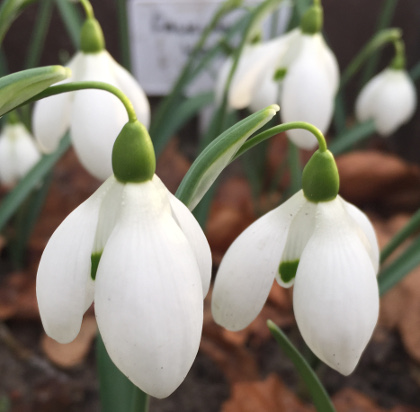 Galanthus 'Falkland House'